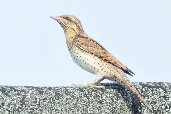 Wryneck - Austin Morley.