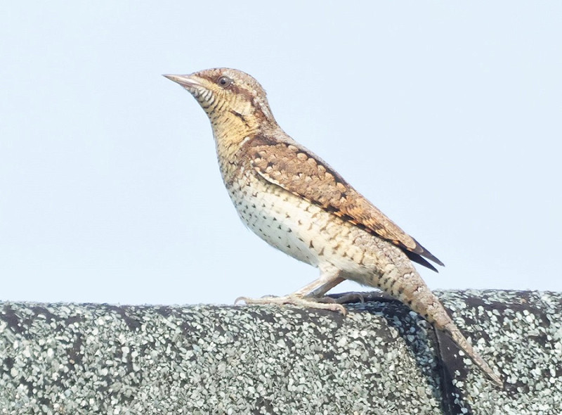 Wryneck - Austin Morley.