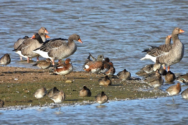 American Wigeon (centre) along Wigeon, Teal, Greylag Geese and Black-tailed Godwits - Hazel Wiseman.