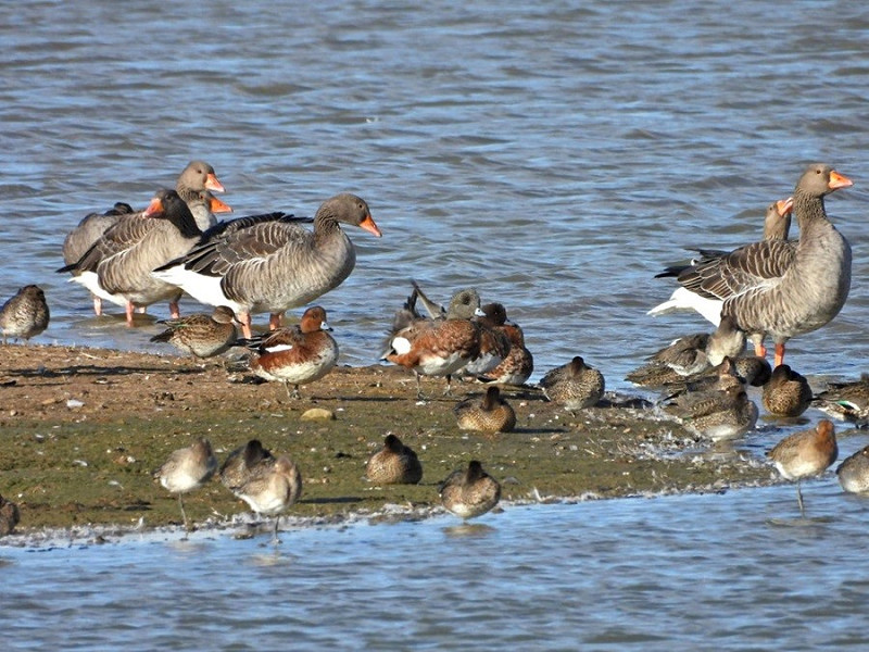 American Wigeon (centre) along Wigeon, Teal, Greylag Geese and Black-tailed Godwits - Hazel Wiseman.