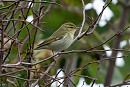 Arctic warbler in canal hedge - Bethan Clyne.