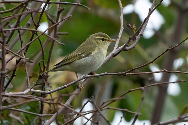 Arctic warbler in canal hedge - Bethan Clyne.