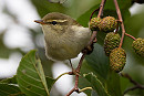 Arctic Warbler - Dave Tucker.