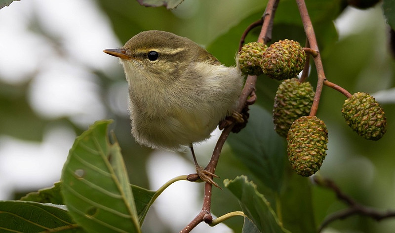 Arctic Warbler - Dave Tucker.