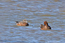 American Wigeon with Wigeon - John Hewitt.