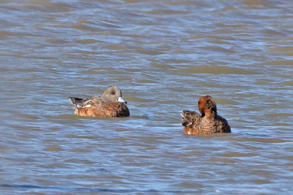 American Wigeon with Wigeon - John Hewitt.