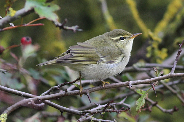 Arctic Warbler - Richard Willison.