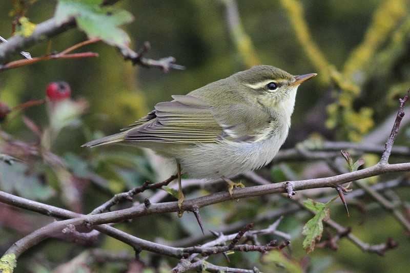 Arctic Warbler - Richard Willison.