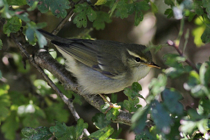 Arctic Warbler - Richard Willison.