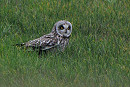 Short-eared Owl - Alan Whitehead.