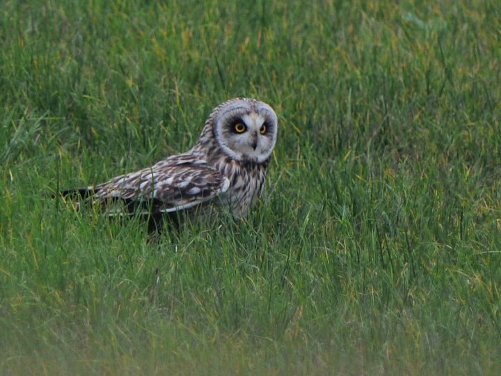 Short-eared Owl - Alan Whitehead.