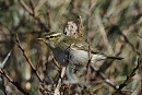 Arctic Warbler at the narrows - Tim Jump.