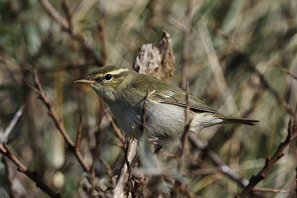 Arctic Warbler at the narrows - Tim Jump.