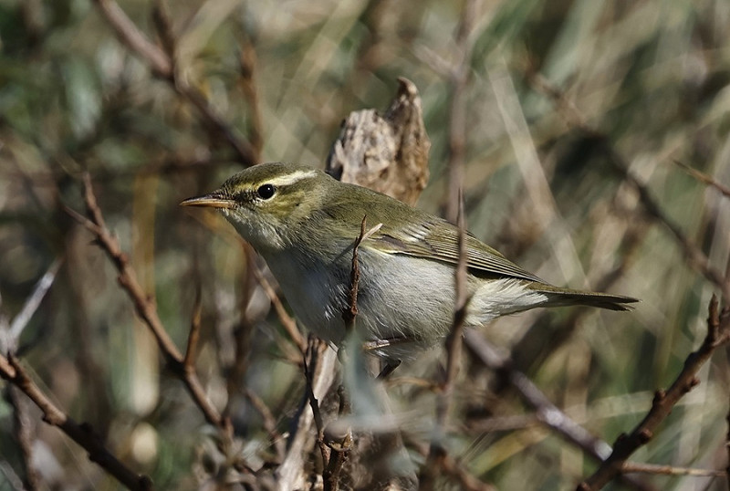 Arctic Warbler at the narrows - Tim Jump.