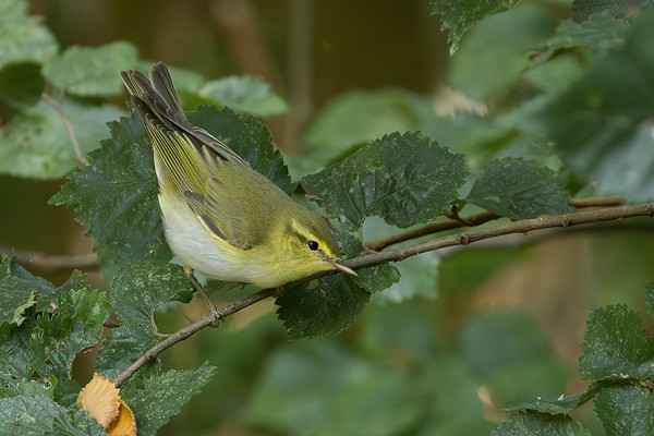 Bird sightings Wednesday, 26 August 2026