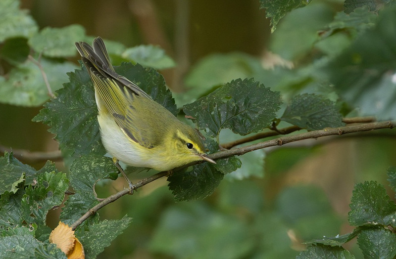 Wood Warbler - Bethan Clyne.