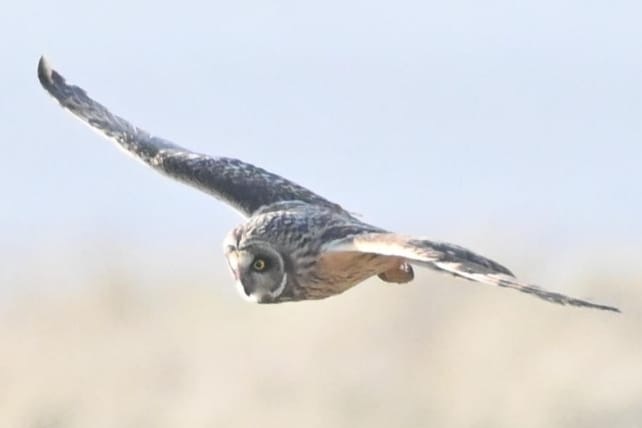 Short-eared Owl - Richard Taylor.
