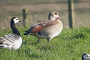 Egyptian Goose with Barnacles - Steve Exley.
