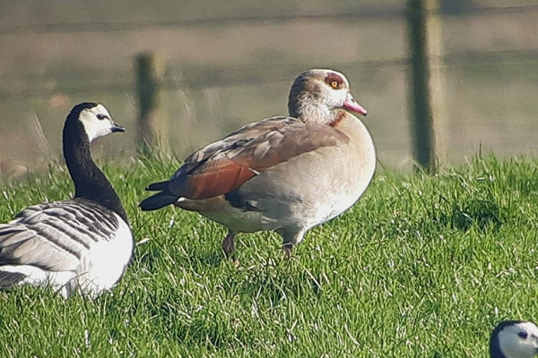 Egyptian Goose with Barnacles - Steve Exley.