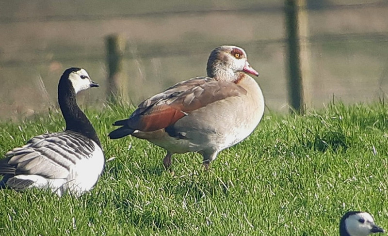 Egyptian Goose with Barnacles - Steve Exley.