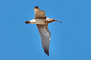 Whimbrel - Luke Nash.