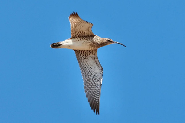 Bird sightings Monday, 20 July 2026