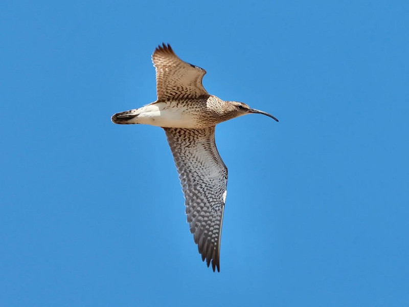 Whimbrel - Luke Nash.
