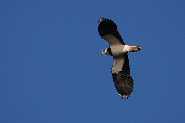 Bird sightings Wednesday, 18 March 2026