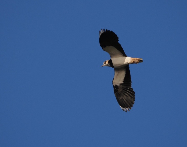 Lapwing - Harry Appleyard.