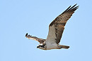 Osprey - Thomas Willoughby.