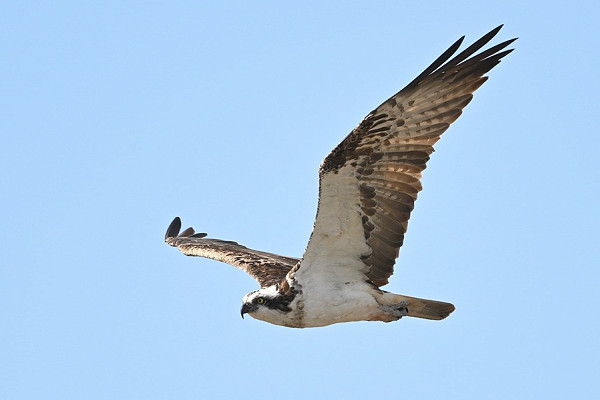 Osprey - Thomas Willoughby.