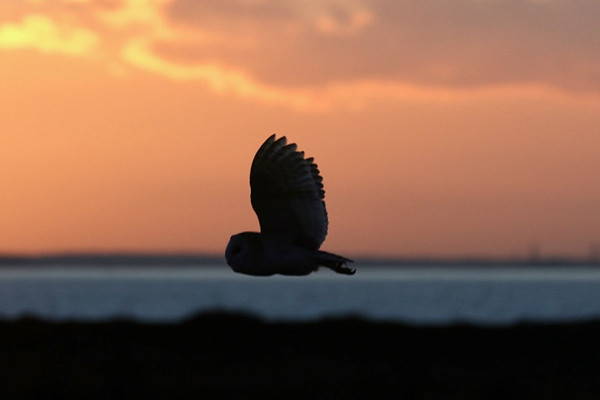 Barn Owl - Denise Shields.