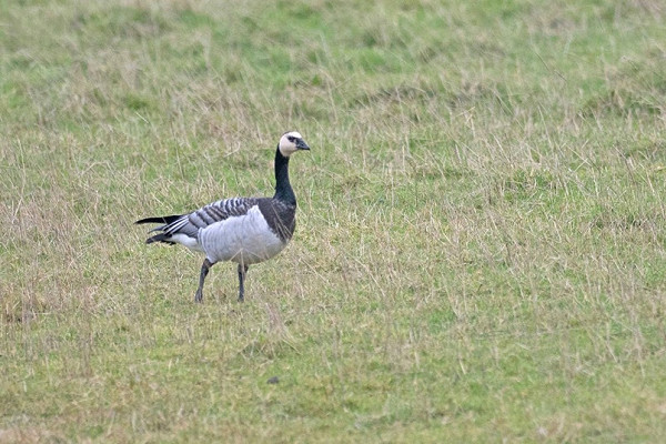 Bird sightings Friday, 13 February 2026