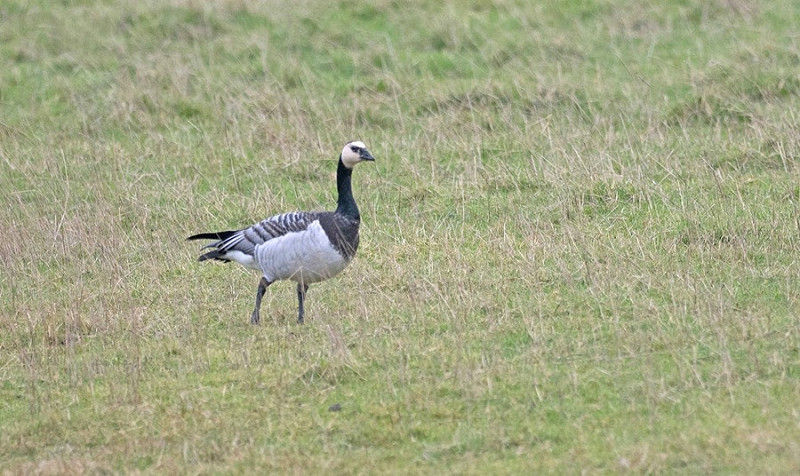 Barnacle Goose - John Hewitt.