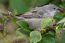 Barred Warbler - John Hewitt.