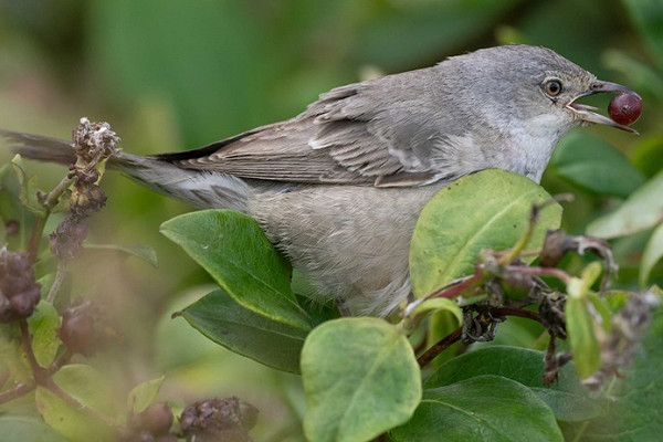 Barred Warbler - John Hewitt.