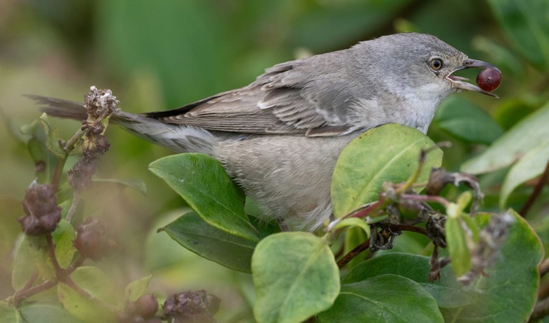 Barred Warbler - John Hewitt.