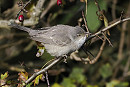 Barred Warbler - Neil Hunt.