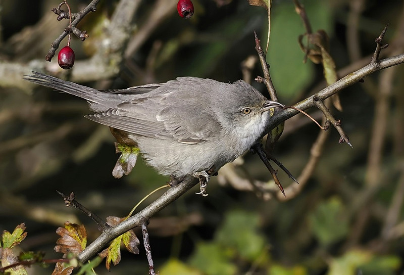 Barred Warbler - Neil Hunt.