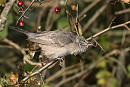 Barred Warbler - Pete Saunders.