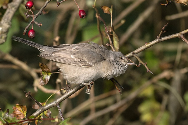 Barred Warbler - Pete Saunders.