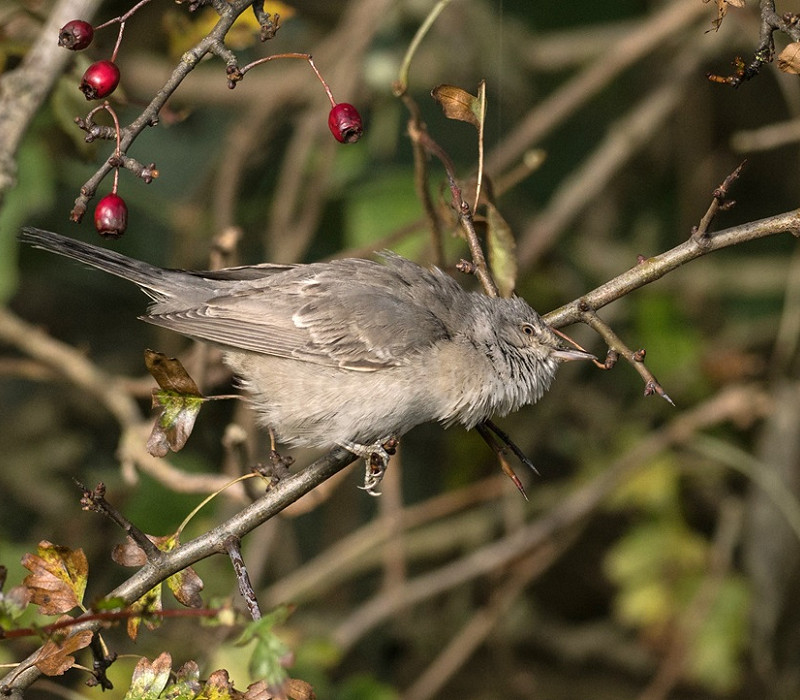 Barred Warbler - Pete Saunders.