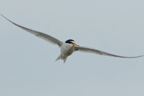 Little Tern - Bethan Clyne.
