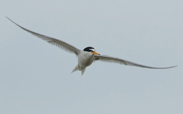 The Little Tern Project Update