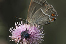 Purple Hairstreak - Harry Appleyard.
