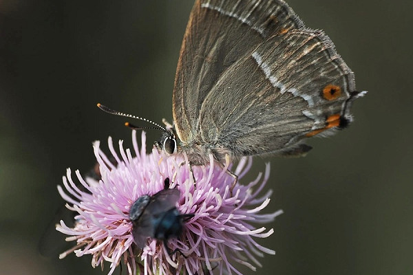 Purple Hairstreak - Harry Appleyard.