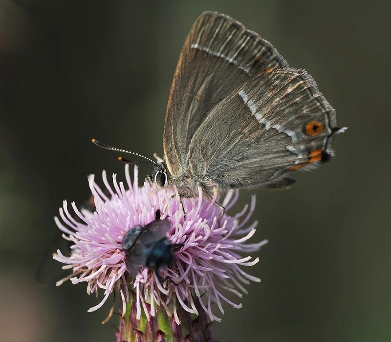Purple Hairstreak - Harry Appleyard.