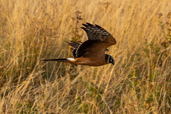 Pallid Harrier - Roger Parrish.