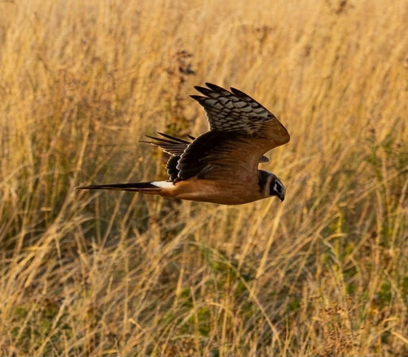 Pallid Harrier - Roger Parrish.