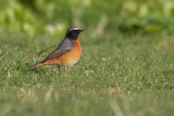 Bird sightings Tuesday, 07 April 2026